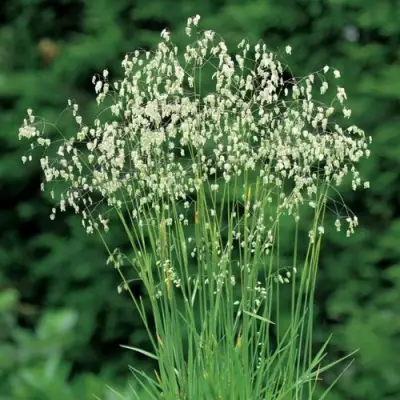 Трясунка средняя в Жодино