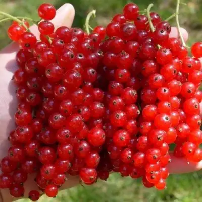 Смородина красная РЕД ПУЛ в Жодино