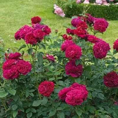 Роза МАНСТЕД ВУД английская в Жодино