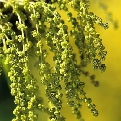 Дуб скальный в Жодино