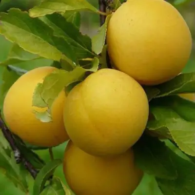 Слива СОЛНЫШКО в Жодино