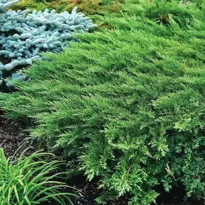 Можжевельник РОКЕРИ ДЖЕМ казацкий  в Жодино