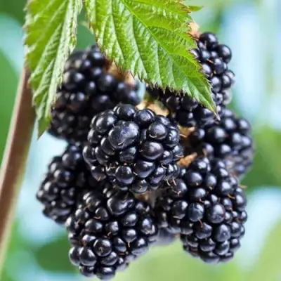 Ежевика БЛЭК САТИН бесшипная  в Жодино