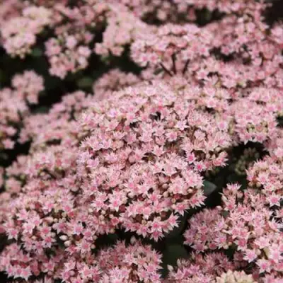 Очиток (седум) МАТРОНА в Жодино