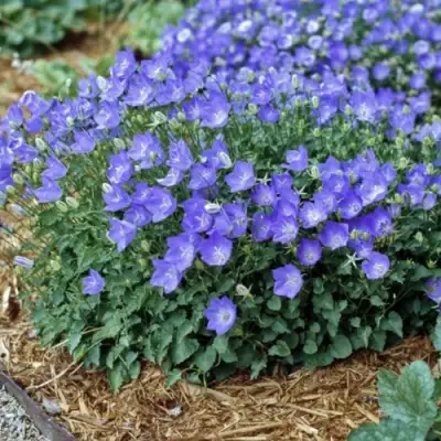 Колокольчик САНТА карпатский в Жодино