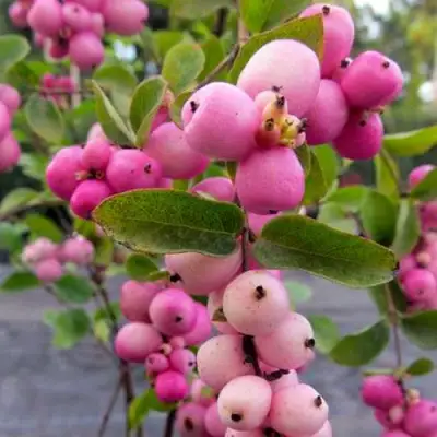 Снежноягодник ФИЕСТА БЕРРИ доренбоза в Жодино