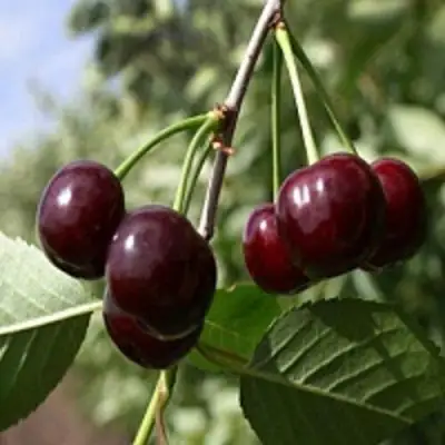 Вишня ВЛАДИМИРСКАЯ в Жодино