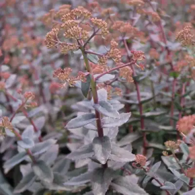 Очиток (седум) РЭЙН КСЕНОКС видный в Жодино