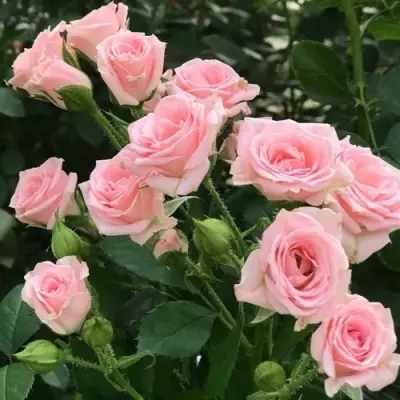 Роза КЛАССИК ЛИДИЯ спрей в Жодино