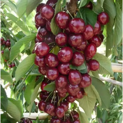 Вишня КОРОЛЕВА колонновидная в Жодино