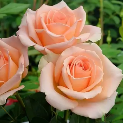 Роза ВЕРСИЛИЯ чайно-гибридная в Жодино