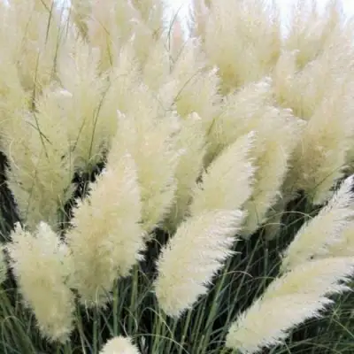 Кортадерия белая (пампасная трава) в Жодино