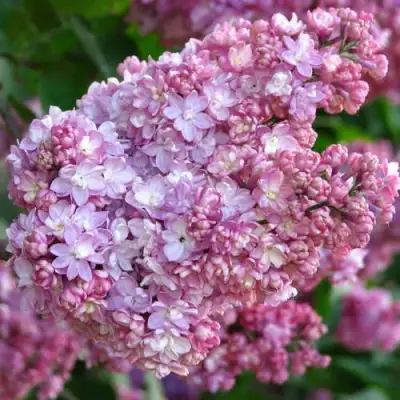 Сирень ПАМЯТЬ О ВЕХОВЕ в Жодино