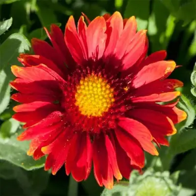 Гайлардия АРИЗОНА РЕД ШЕЙДС в Жодино