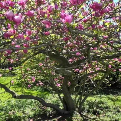Магнолия СУЛАНЖА в Жодино