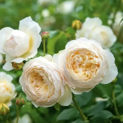 Роза КЛЭР ОСТИН английская в Жодино