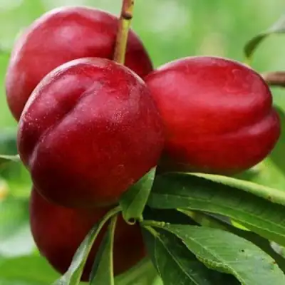 Нектарин КРЫМЧАНИН в Жодино