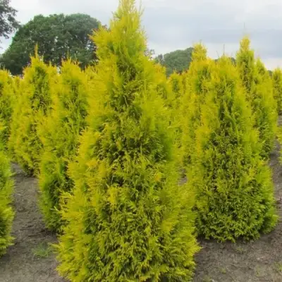 Туя САНКИСТ западная в Жодино
