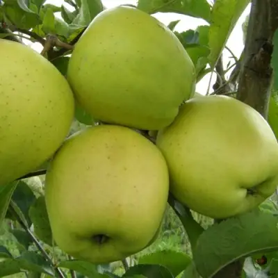 Яблоня КОШТЕЛЯ в Жодино