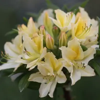 Азалия ДАВИЗИ листопадная в Жодино