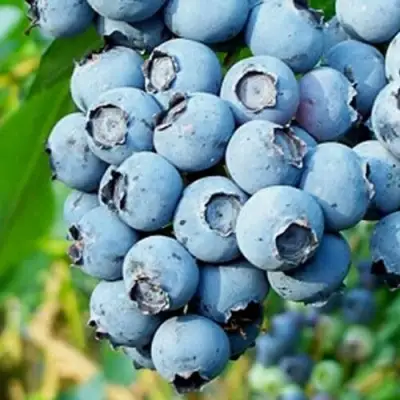 Голубика БРИГИТТА БЛЮ в Жодино