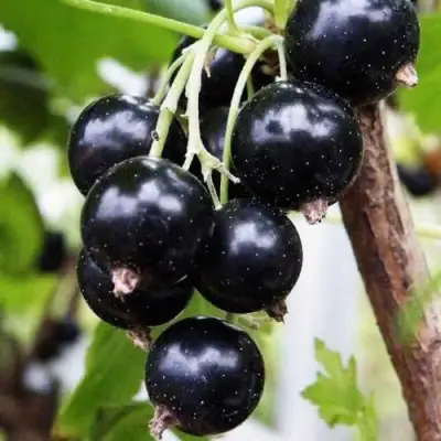 Смородина чёрная ДЕЛИКАТЕСНАЯ в Жодино