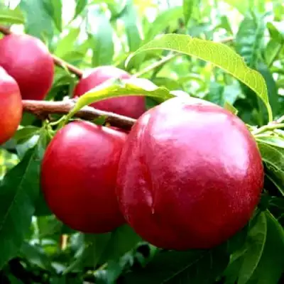 Нектарин ХАРКО в Жодино