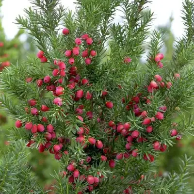 Тис ХИКСИ средний в Жодино