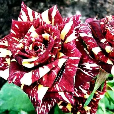 Роза ФОКУС ПОКУС флорибунда в Жодино