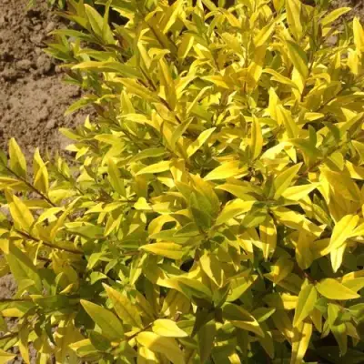 Бирючина АУРЕА обыкновенная в Жодино