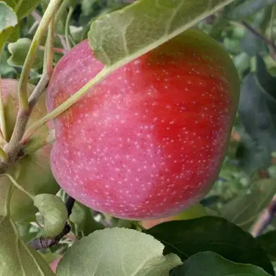 Яблоня АЛЬВА в Жодино