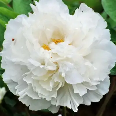 Пион БЕЛЫЙ СНЕГ древовидный в Жодино