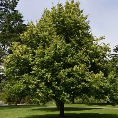 Липа сердцевидная в Жодино