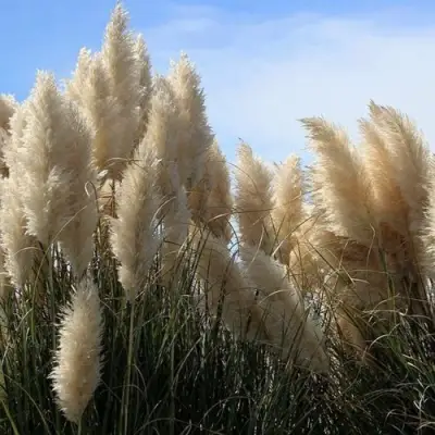 Кортадерия белая (пампасная трава) в Жодино