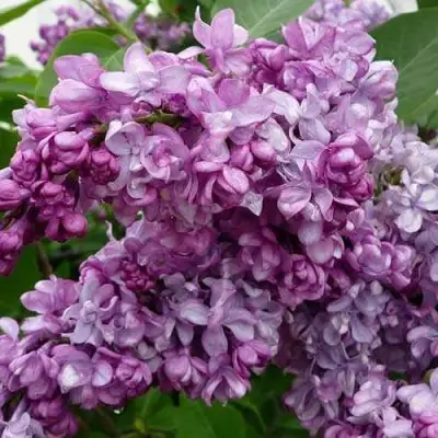 Сирень ГЕНЕРАЛ ПЕРШИНГ в Жодино