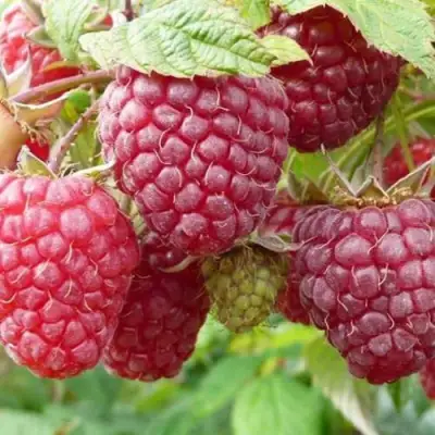 Малина ПОЛЬКА (ПОЛКА) в Жодино