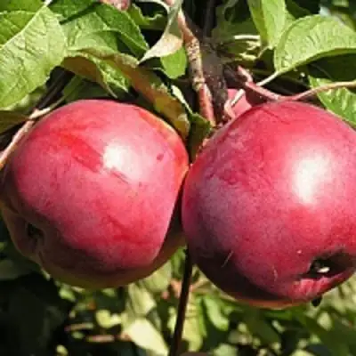 Яблоня ДАРУНАК в Жодино