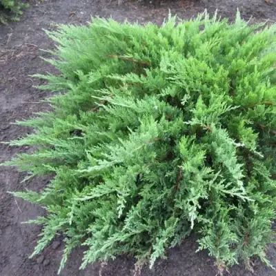 Можжевельник ТАМАРИСЦИФОЛИЯ казацкий  в Жодино