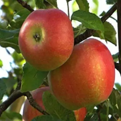 Яблоня ПЕРСИКОВАЯ в Жодино