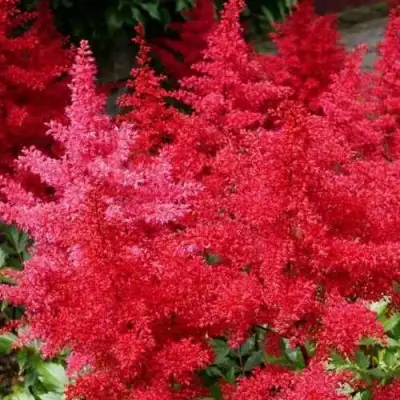 Астильба ЭТНА Арендса в Жодино