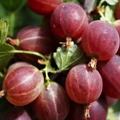 Крыжовник ХИННОМАКИ РОТ в Жодино