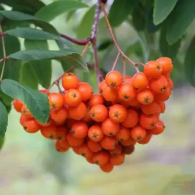 Рябина ВЕФЕД сладкоплодная в Жодино