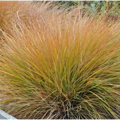 Осока БРОНЗОВЫЕ КУДРИ в Жодино