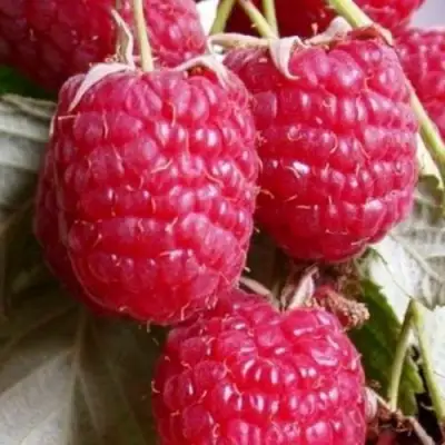 Малина ГЕРАКЛ в Жодино