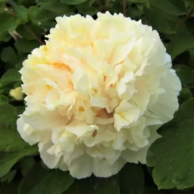 Пион НЕЖНЫЙ ГОЛОС древовидный в Жодино