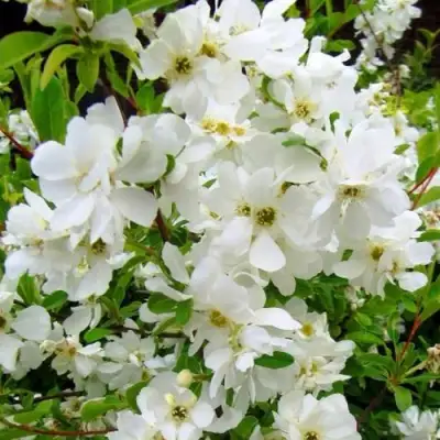 Экзохорда ЗЕ БРАЙД в Жодино