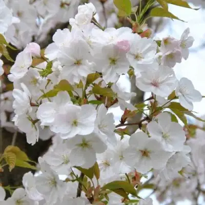 Сакура САНСЕТ БУЛЕВАРД в Жодино