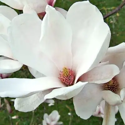 Магнолия АЛЬБА СУПЕРБА в Жодино