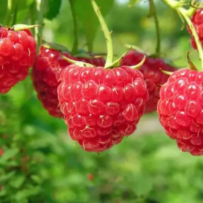 Малина ПРОСТО ПРЕЛЕСТЬ (СТОЛЕШНИК) в Жодино