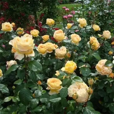 Роза КЕНДЛАЙТ чайно-гибридная в Жодино